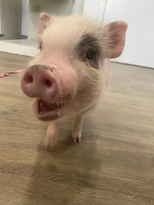 Country Willow Veterinary Hospital Picture 8