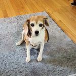 Montville Veterinary Group