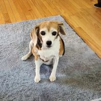 Montville Veterinary Group ico