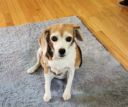 Montville Veterinary Group