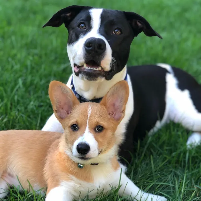 Montville Veterinary Group Picture 8