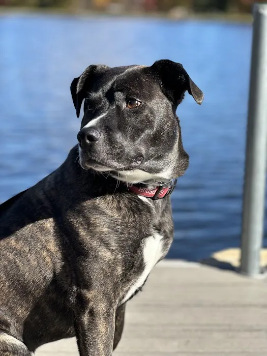 Montville Veterinary Group Picture 5