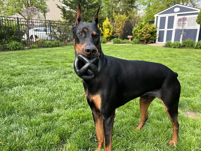 Devotion Veterinary Care Picture 4
