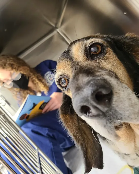 Devotion Veterinary Care Picture 9