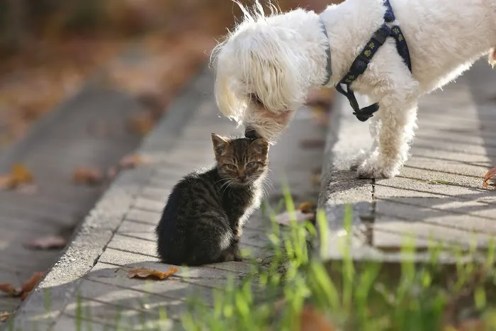 Park View Veterinary Hospital Picture 1