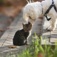 Park View Veterinary Hospital ico