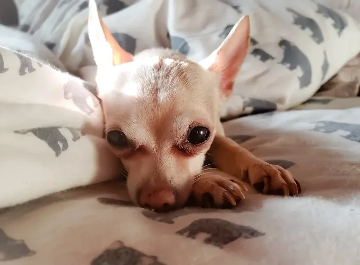 Park View Veterinary Hospital Picture 10