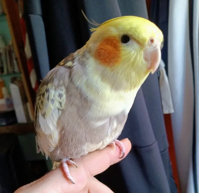 Companion Animal Hospital & Avian/Exotic Clinic Picture 6