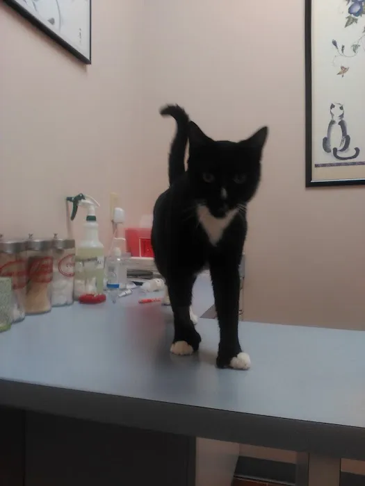 Companion Animal Hospital & Avian/Exotic Clinic Picture 2