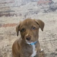 Companion Animal Hospital & Avian/Exotic Clinic ico