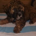 Vetco Vaccination Clinic