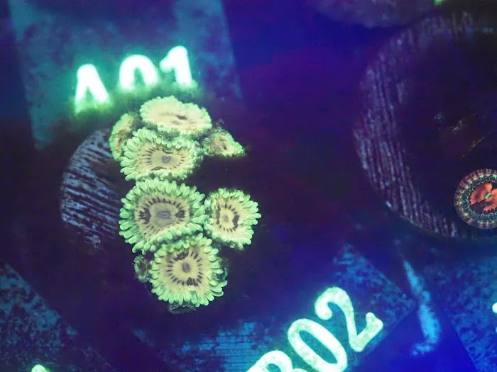 Blue Line Coral Picture 2