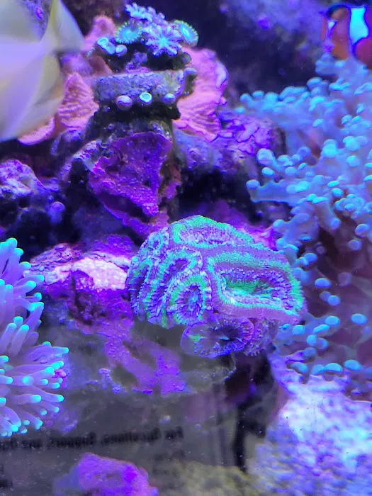 Blue Line Coral Picture 5