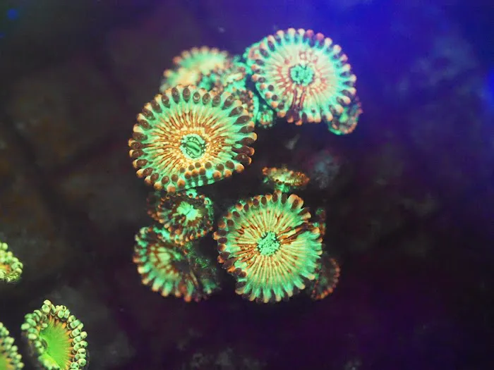 Blue Line Coral Picture 4