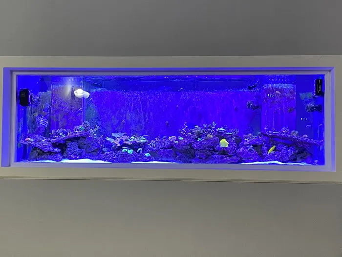 Blue Line Coral Picture 8
