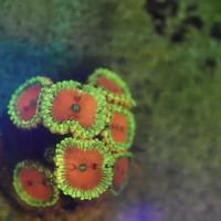 Blue Line Coral ico