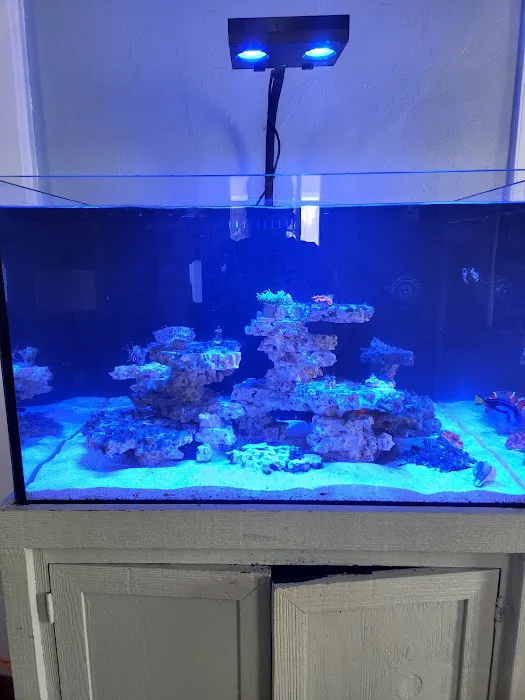 Blue Line Coral Picture 9