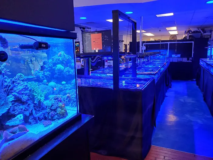 Blue Line Coral Picture 3