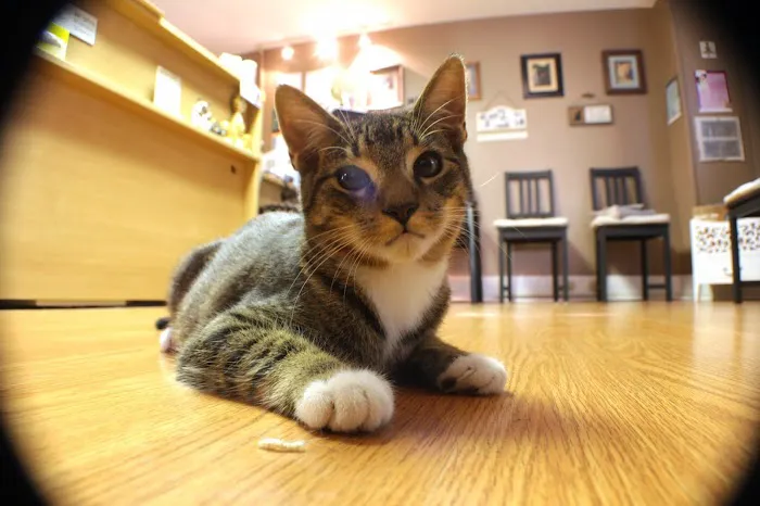 Feline Medical Center Picture 4
