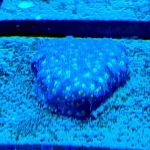 Gingerbread Pet Supply