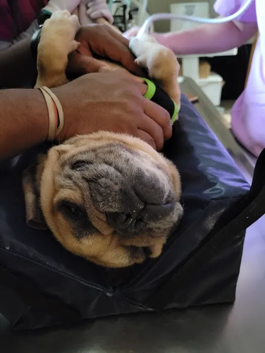 Colonial Animal Hospital Picture 6