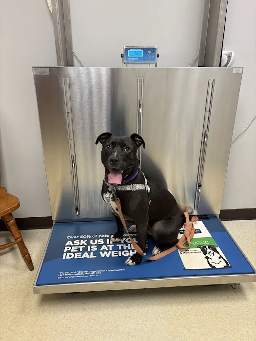 Colonial Animal Hospital Picture 9
