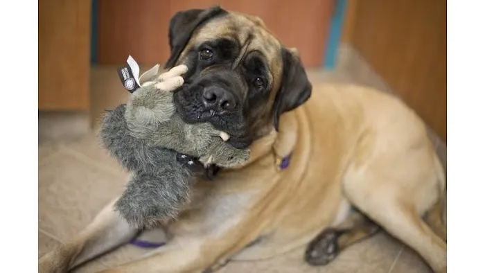 Red Bank Veterinary Hospital (RBVH) - Tinton Falls Picture 2