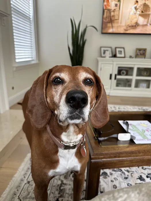 Red Bank Veterinary Hospital (RBVH) - Tinton Falls Picture 6