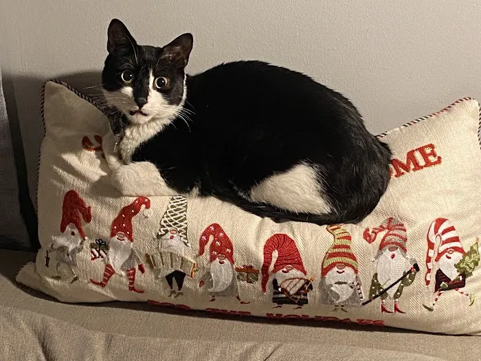 Red Bank Veterinary Hospital (RBVH) - Tinton Falls Picture 5