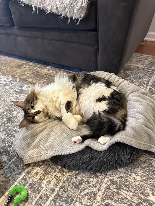 Red Bank Veterinary Hospital (RBVH) - Tinton Falls Picture 1