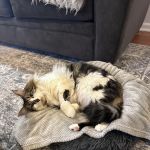 Red Bank Veterinary Hospital (RBVH) - Tinton Falls