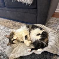 Red Bank Veterinary Hospital (RBVH) - Tinton Falls ico