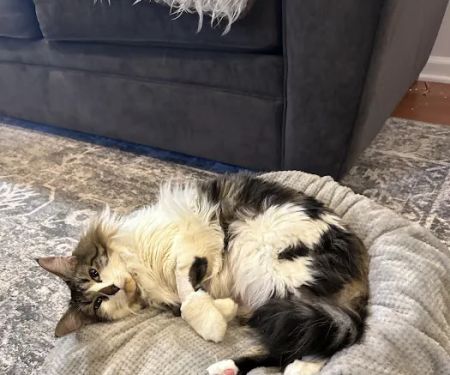 Red Bank Veterinary Hospital (RBVH) - Tinton Falls
