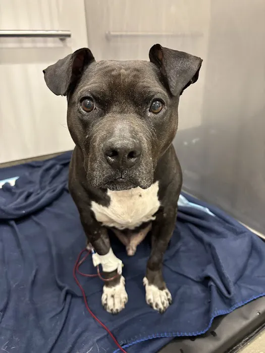 Red Bank Veterinary Hospital (RBVH) - Tinton Falls Picture 4