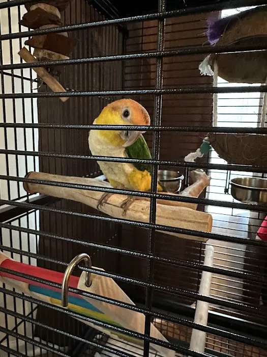 BIRDMAN'S PARROTS Picture 7