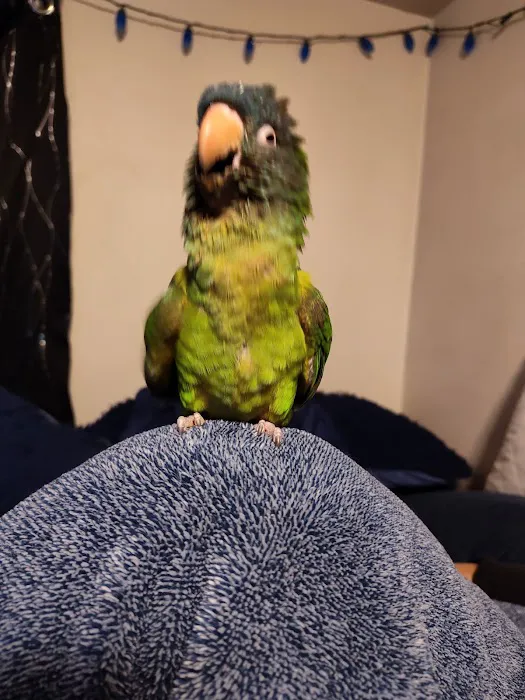 BIRDMAN'S PARROTS Picture 4