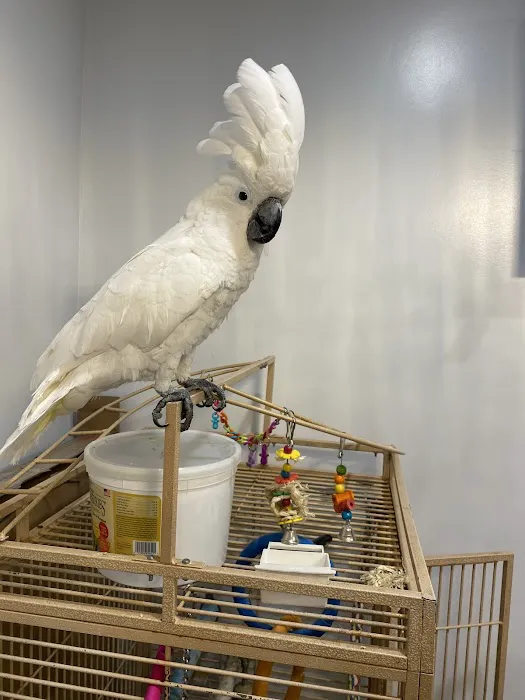 BIRDMAN'S PARROTS Picture 6