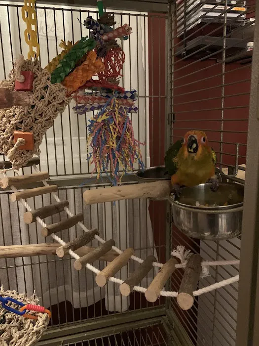 BIRDMAN'S PARROTS Picture 9