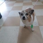 Central Jersey Animal Hospital