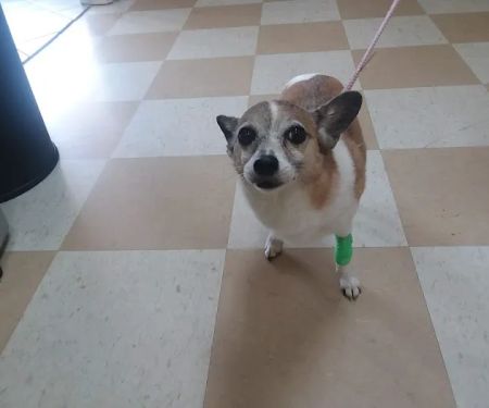 Central Jersey Animal Hospital