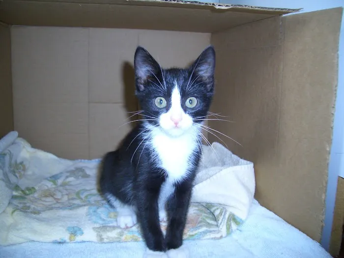 Colts Neck Animal Clinic Picture 10