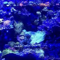 Aquatic Solutions Inc. ico