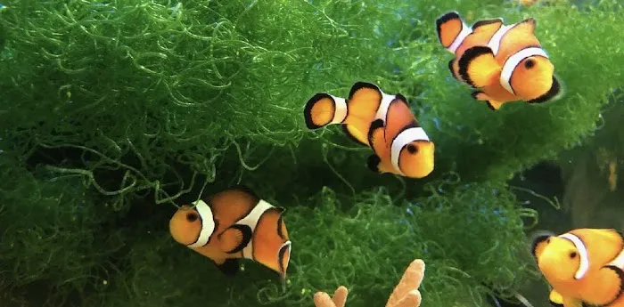 Aquatic Solutions Inc. Picture 4