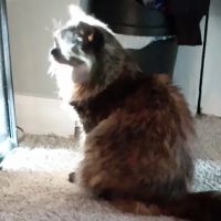 Monroe Animal Hospital ico