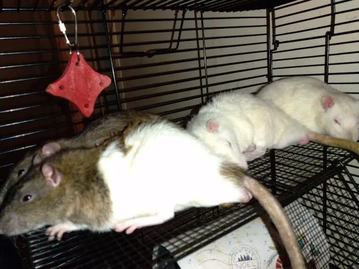 Monroe Animal Hospital Picture 4