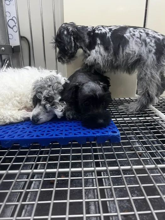 Petland Hoffman Estates Picture 2