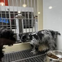 Petland Hoffman Estates ico