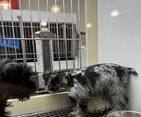Petland Hoffman Estates