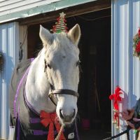 Colts Neck Equine Associates ico