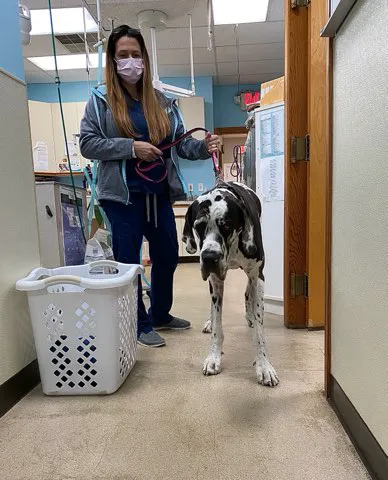 Raintree Veterinary Hospital Raintree Veterinary Picture 8